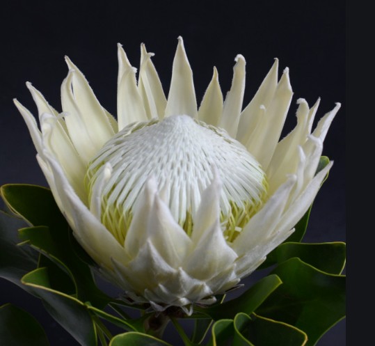 Protea Cynaroides Blanco 50cm " Unidad " (7 Dias - 2)