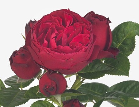 Ramificada Royal Piano 50cm