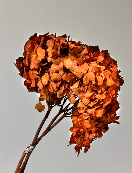 Hortensia Preservada Standard Autumn Ø18-25cm
