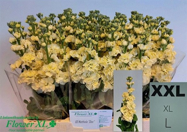 Aleli Hol. Stox Yellow 55cm "T10"