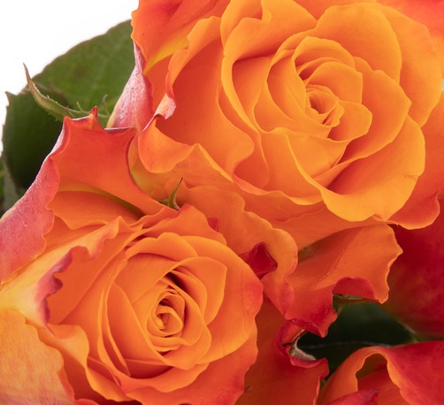 Rosa Hol. Mariyo 40cm