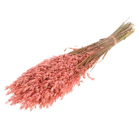 Avena Seca Rosa 65cm 200g