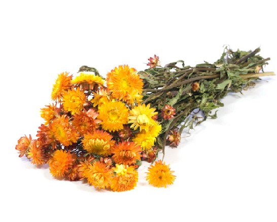 Helichrysum Seco Naranja 45cm 100g