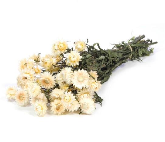 Helichrysum Seco Blanco 45cm 100g