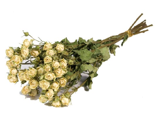 Rosa Ramificada Seca Blanca 45cm 60g