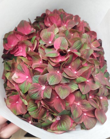 Hortensia Hol. Mag. Chocolate 60cm 18/20 Bic.