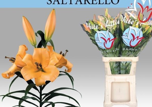 Oriental Hol. Nar. Saltarello 85cm 3 fl.