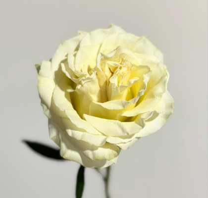 Rosa Ecu. Dynamic 50cm