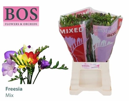 Fresia Hol. Mixta 50cm 20gr "T50"