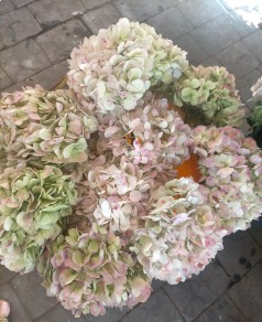 Hortensia Col. Jumbo Antic Green 60cm 19cm (7 Dias - 2)