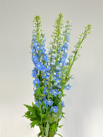 Delphinium Nac. Azul Claro 100cm (7 Dias - 2�)