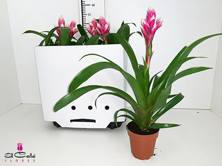 P. Guzmania Candy Luxe 12/45cm x6