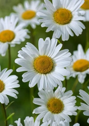 Leucanthemum Hol. Overig 60cm