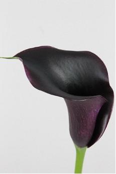 Calla Carrera 55cm Negra-Morada