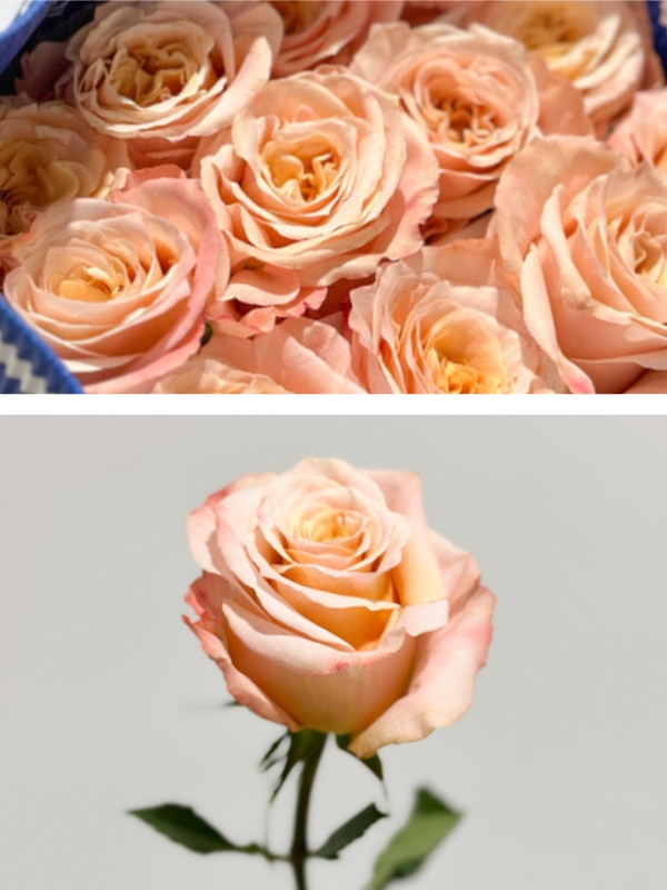 Rosa Ecu. Shimmer 70cm Sl.