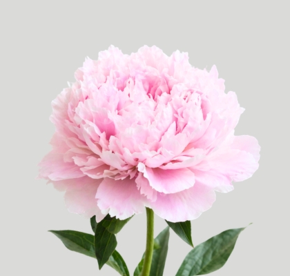 Peonia Hol. Sara Bernardt 55cm "AAA"