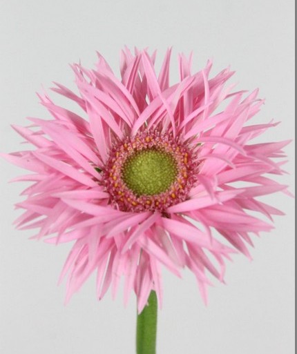 Gerbera Mini Hol. Karembeu "T20"