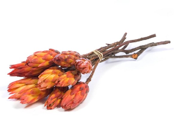 Protea Pendula Seca Rojo 35cm (10 Tallos)