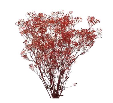 Paniculata Preservada Roja 40/60cm 100g