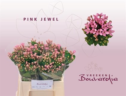 Bouvardia Hol. Pink Jewel 40cm