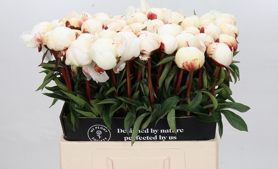 Peonia Hol. Brethour 60cm Bl. "AAA"