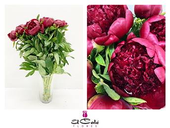 Peonia Hol. Red Charm 55cm "AA"