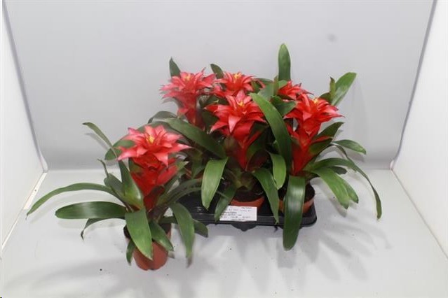 P. Guzmania Optima 13/40cm x6