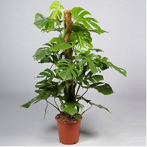 P. Monstera Deliciosa 19/85cm x3