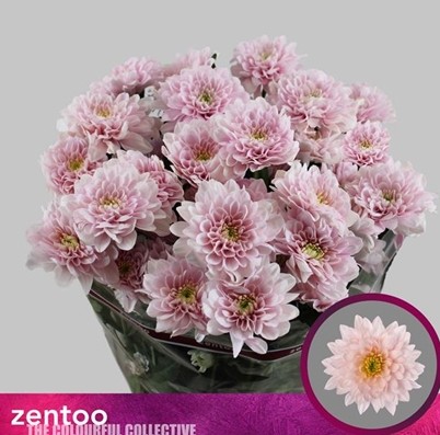 Margarita Hol. Pastela Pink 100gr