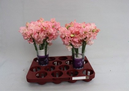 Lathyrus Parfum Salmon 35cm "T50"