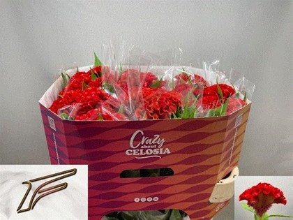 Celosia Cresta Smashing 75cm