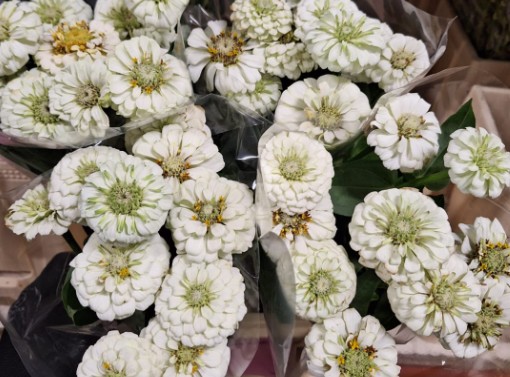Zinnia Elegance 40cm