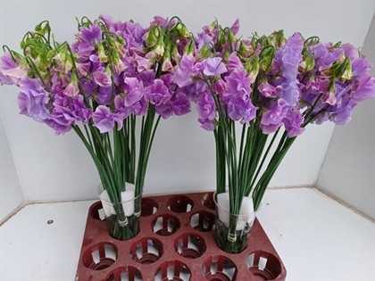 Lathyrus Wi Sunshine Lavender 35cm "T50" (7 Dias - 2)
