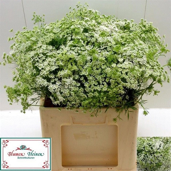 Ammis Majus 60cm