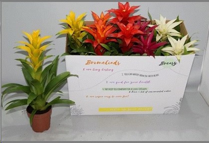 P. Guzmania Mixta 5 Srt 12/40cm x10