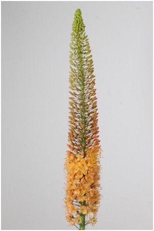 Eremurus Hol. Cleopatra 90cm (20cm flor)