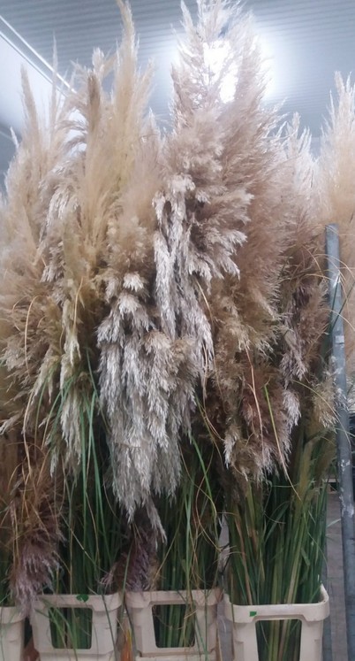 Cortaderia A Selloana 150-180cm (5 Tallos)