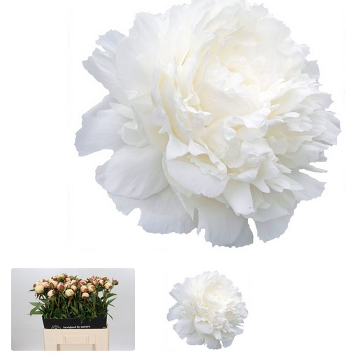 Peonia Hol. Ann Cousin 60cm Bl. (7 Dias - 2)