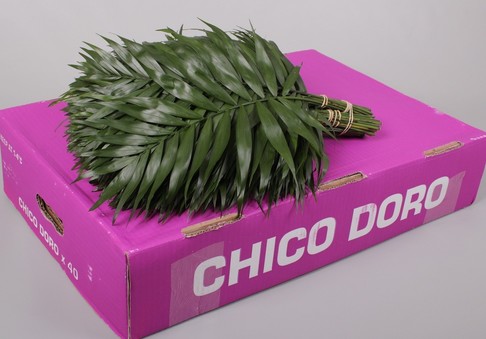 Hoja Chico Doro 35cm (7 Dias - 2)