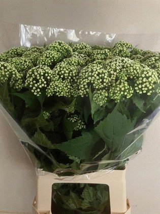 Eupatorium Blanca 70cm x10