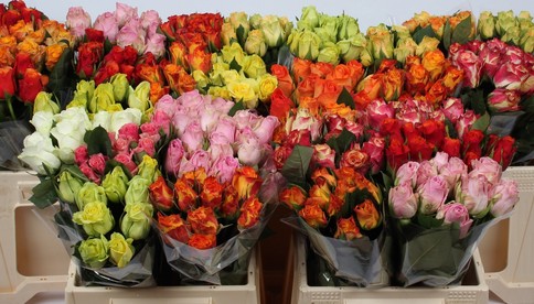 Rosa Hol. Mixta Gr. 40cm