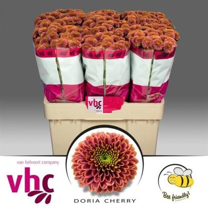 Santini Doria Cherry 1100gr "T25"