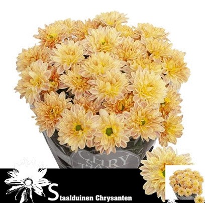 Margarita Hol. Prada Sweet Orange 85gr
