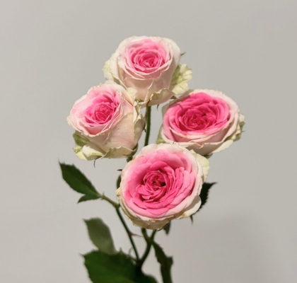 Ramificada Mini Eden 40cm (7 Dias - 2)