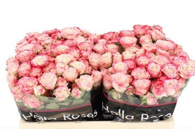 Ramificada Blushing Flow 50cm