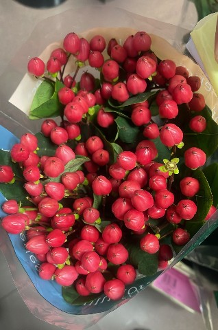 Hypericum Ecu. New Red 50cm