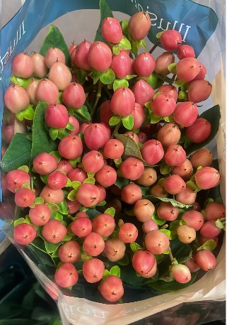 Hypericum Ecu. Spring Peach 50cm