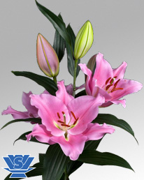 Oriental Hol. Rs. Praiano 90cm 5 flores