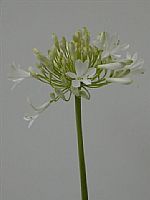 Agapantus Hol. Gletsjer Bl 60cm