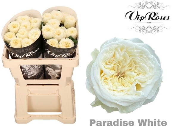 Rosa Hol. Paradise White 50cm x10